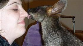 澳洲袋鼠回「娘家」（圖／翻攝自Reddit）