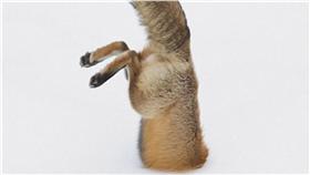 狐狸倒栽蔥-圖／翻攝自《每日郵報》