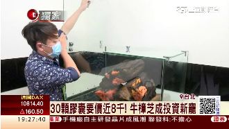 牛樟芝成投資新寵！30顆膠囊近8千