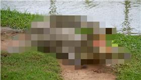 鱷魚－示意圖／達志影像