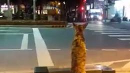 神犬這樣過馬路　網友嘆：比高官守法
