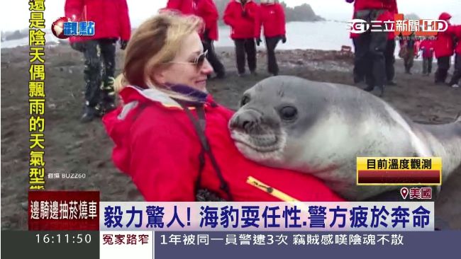 任性母海豹4連衝高速公路　原來牠…