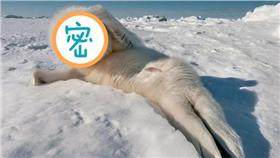 可愛海豹－圖／翻攝自《鏡報》