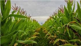 玉米田－flickr/sese_87
https://www.flickr.com/photos/sese87/20688888302