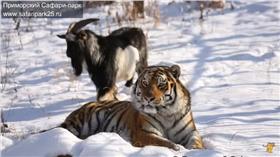 老虎山羊同居-safaripark25.TV YouTube