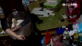 販毒搶跨年商機　警查毒遭寵物鴨攻擊