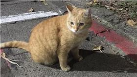 大橘子_lechat路上撿到一隻貓臉書