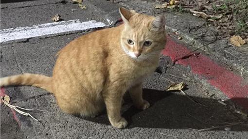 學生虐死流浪貓　台大聲明讓網友驚呆