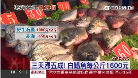 快要沒魚吃1800