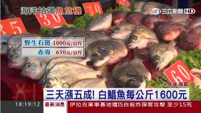 污染+濫捕　科學家：台灣快無魚可吃