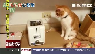 影／喵星人新剋星　看到「它」就GG