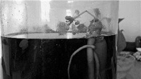 人蔘／翻攝自網易