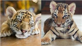 六福村,老虎▲合成圖／達志影像