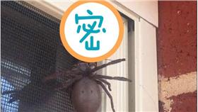 蛛蜂-圖／翻攝自《每日郵報》
