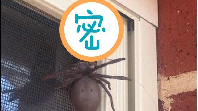 恐怖蛛蜂獵蜘蛛　體內產卵讓幼蟲生吞