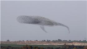 椋鳥／達志影像／路透社