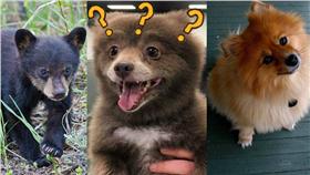 熊,狗/IG:rachelemilyz ；三立新聞網組圖