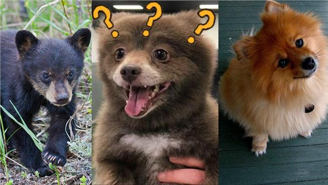 是狗還是熊？神秘生物萌翻網友