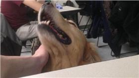 拉不拉多／翻攝自JJ McGrath推特 https://goo.gl/2ACo7y