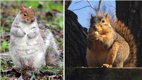 暴肥的松鼠 （合成圖／翻攝自每日郵報、twitter）