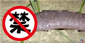 陰莖蛇（圖／翻攝自YouTube）
