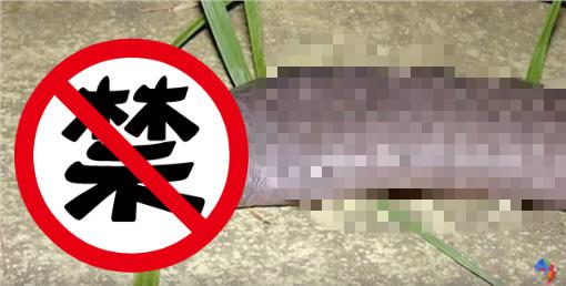 圖／好害羞！稀有生物「陰莖蛇」曝光