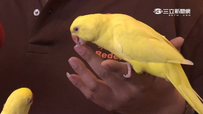 鸚鵡護主飆國罵　遭扭斷頸鳥命不保