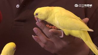 鸚鵡護主飆國罵　遭扭斷頸鳥命不保
