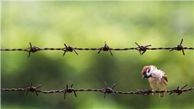 麻雀／flickr
https://www.flickr.com/photos/seeminglee/8698922896/in/photolist-efGfHf-egYbGv-eeFpAK-dQgG8R-eja5ky-ACMFix-oPweDT-Akc8kJ-dRiRuM-4BNJVW-aLjLw-boaSKE-9g4Ksw-vMq9K8-a1rvdi-xSUEJC-aaRisL-7QeCZj-4BNKaQ-5Db2k9-9kmaM5-7CiMHG-cw7na9-8Kc9i5-8K95SX-4mUuFe-jcVFfU-YAoUE-8Kc8Sj-8K95rT-8K95e4-8Kc7Sf-7HdZHa-9viF57-9vfFCK-9viFP9-9viFks-e3Qc7G-iCFCDB-eFXUm4-ejbCv9-eggqrk-eaQMhP-ejWsx4-ek3csS-ebJNN2-eNt3yt-7CeY24-5CZdqj-7CiMN9