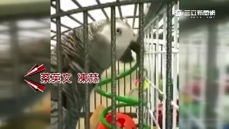會喊蔡英文凍蒜！飼主求找失蹤鸚鵡