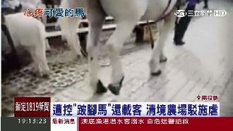 跛腳馬載客挨轟虐待　農場：是內八啦