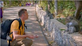 獼猴,實驗,偷竊／BBC YouTube