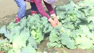 3嬤撿剩高麗菜挨告　盤商也有話說！