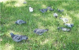 鴿子▲圖／pan vanessa flickr CC License  (https://www.flickr.com/photos/kalaok/7788619094