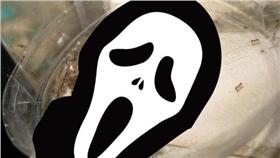 螞蟻,尾牙,死亡,密集恐懼症
圖／翻攝自爆料公社