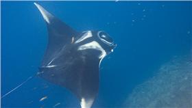 翻攝自維基百科