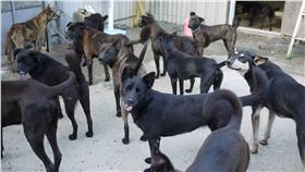 流浪狗
翻攝臉書
https://www.facebook.com/taiwanchangmama/?fref=ts