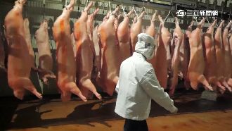 電腦養的豬！優質豬品外銷日本新加坡