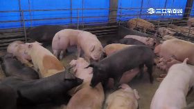 健康活菌豬1924e1922n091