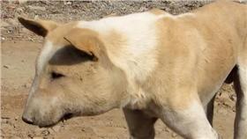 豬,狗／擷自YouTube