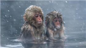 下雪.泡湯.寒流.猴子.寒冷.發抖（圖／達志影像）