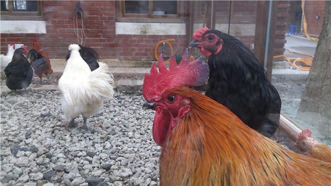 首例！台商在中國染H7N9病逝