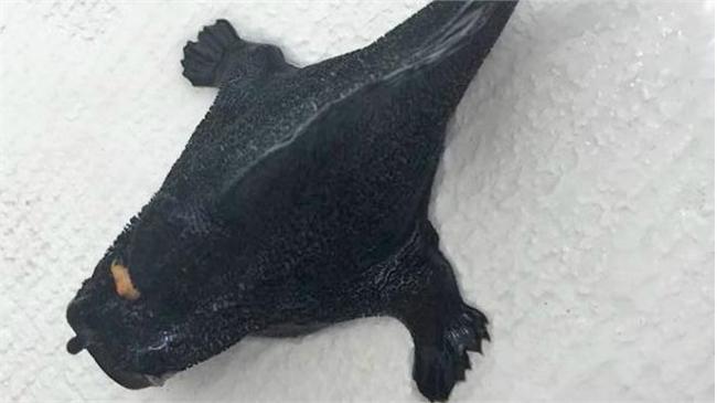 民眾捕獲魚鳥蛙混種　網友：能吃嗎？