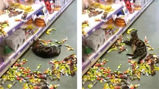 貓咪寵物店嗑藥自嗨　失控行徑全都錄