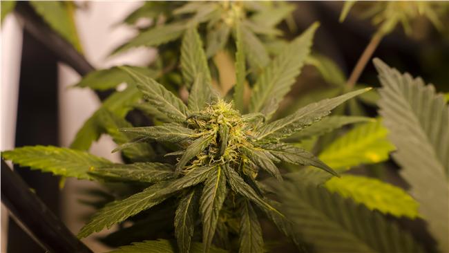 他國中學歷自學英文　竟是為了種大麻