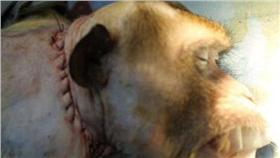 「換頭」技術/DAILYMIAL/http://www.dailymail.co.uk/sciencetech/article-3408400/Surgeon-claims-carried-HEAD-transplant-live-monkey-Controversial-trial-lead-procedure-humans.html