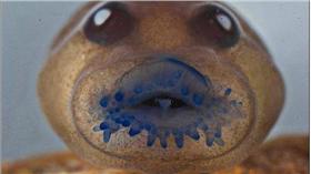 樹蛙／翻攝自DailyMail