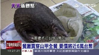 10年盜賣百萬隻　穿山甲瀕臨絕種
