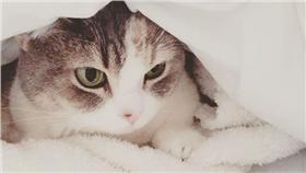 高橋南,AKB,貓,喵星人,instagram,愛貓,被窩,可愛
高橋南instagram https://goo.gl/kS93yu