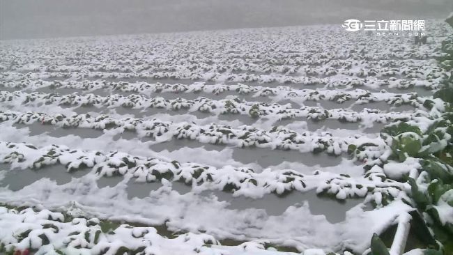 寒流毀草莓、冷死虱目魚　農損恐數億